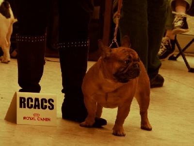 Malevarc Occhi d'Amore - PARIS DOG SHOW 2014 1er exce RCACS