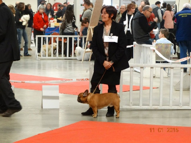Malevarc Occhi d'Amore - Paris Dog Show 2015 Spécial de race