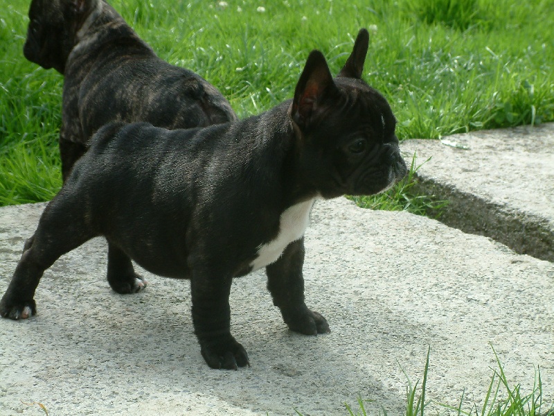 Hombeline Malevarc Occhi d'Amore