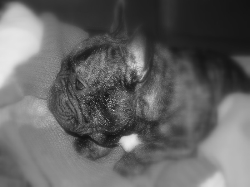 Archange Le berceau des loups anges